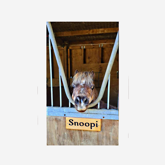 Macrocarpa 'Snoopi' Sign